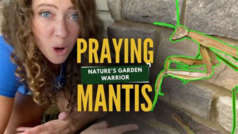  The Praying Mantis - A Tale Of Bravery And Unexpected Transformations!